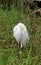 A Great White Egret at Crokscrew swamp Florida