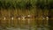 Great White Egret in Danube Delta Romanian wild life bird watching