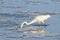 Great White Egret Diving for Food