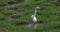 Great White Egret, egretta alba, Adult Standing in Swamp, Nairobi Park in Kenya,