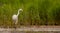 Great White Egret - Egretta alba / Ardea alba