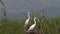 Great White Egret, egretta alba, Pair on Nest, Baringo Lake in Kenya,
