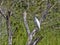 Great White Egret, Egretta alba, on Rio Dulce, Guatemala