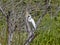 Great White Egret, Egretta alba, on Rio Dulce, Guatemala