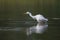 Great white egret egretta alba standing in green water shaking