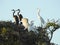 Great White Egret Feeding Young in Tree Top