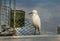 Great White Egret fenched in