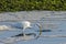 Great White Egret Fishing at Low Tide
