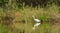 Great White Egret fishing at river