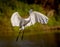 Great white egret flies in for landing in morning
