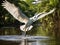 Great White Egret in flight