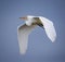 Great white egret in flight over blue sky