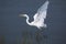 great white egret in flight over the lake of wetland