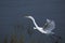 Great white egret in flight over the lake of wetland