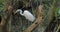 A great White Egret in Florida at Corkscrew Swamp Sanctuary