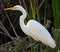 Great white egret in Florida everglades park