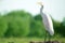 Great White Egret Fluffing Feathers at Port India