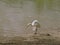 Great White Egret Fluffing His Feathers