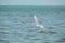 Great White Egret flying