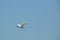 Great White Egret flying away