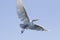 Great white egret flying in blue sky