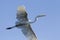 Great white egret flying in blue sky