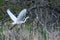 Great White Egret Flying by a Marsh