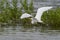 Great White Egret flying over flooded lake
