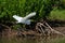 Great White Egret flying past bushes on opposite shore of lake