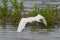 Great White Egret flying toward submerged bushes