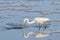 Great White Egret with Food