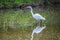 A Great White Egret in Frontera Audubon Society, Texas