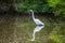 A Great White Egret in Frontera Audubon Society, Texas