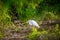 A Great White Egret in Frontera Audubon Society, Texas