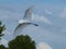 Great White Egret With Full Wing Spread