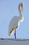 A great white egret with a funny open beak expression while grooming neck balanced on one leg against light blue back