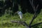 Great White Egret intently watching something