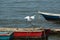 Great White Egret landing on boat