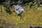 Great White Egret Launches into Flight