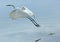 Great white egret launching into flight at Fort De Soto State Park.