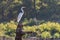 Great White Egret lit by morning sunlight standing on dead tree