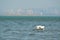 Great White Egret low flight