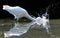 Great White Egret Makes a Splash