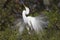 Great White Egret male mating plumage