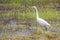 Great White Egret In Marsh