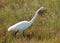 Great White Egret In A Meadow With Wildflowers In Merritt Island Florida