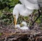 Great white egret mom tends to her newborns