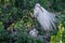 Great white egret parent watches over young chicks in nest