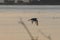 Great White Egret partially silhouetted flying away across lake