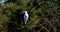 Great white egret perched on a dead tree limb with a dragonfly flying around legs